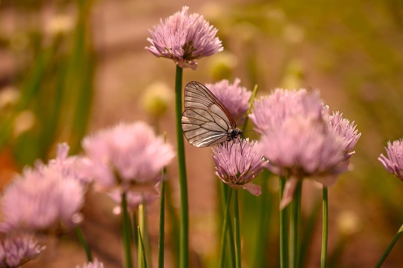 Butterfly Hair Clips