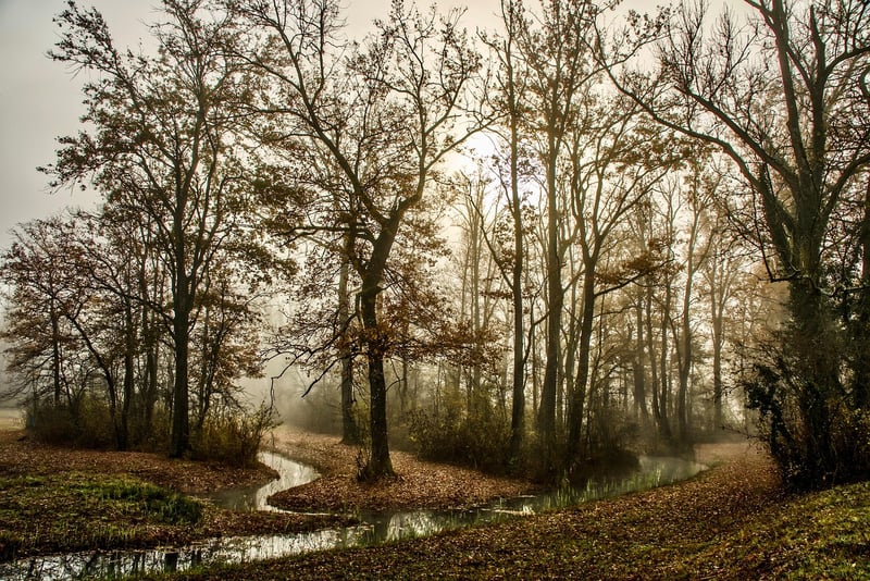 Forest Clearing